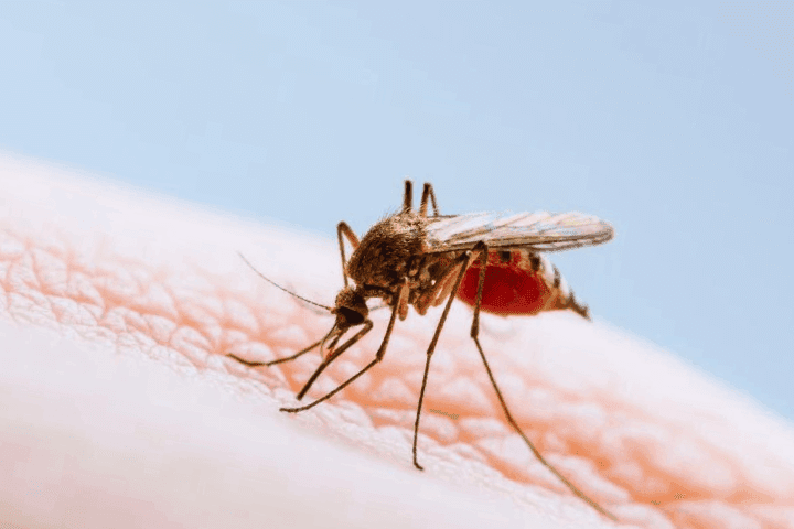 maryland-first-local-malaria-case-in-40-years