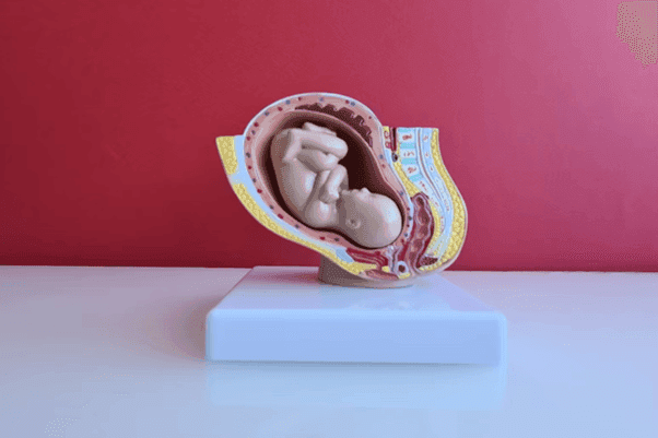 Americans Back Legal Abortion Even After Roe v. Wade Overturn